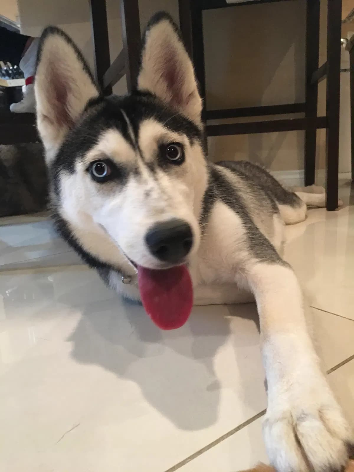 Lucky, back home in Las Vegas NV