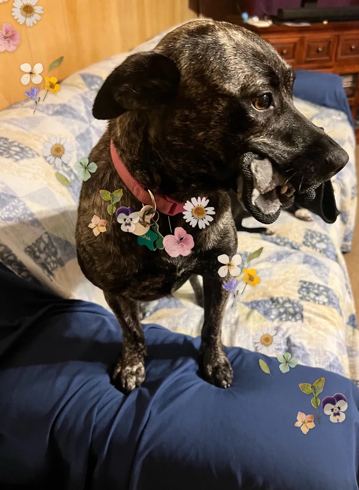 Princess Luna (She a, back home in Texas