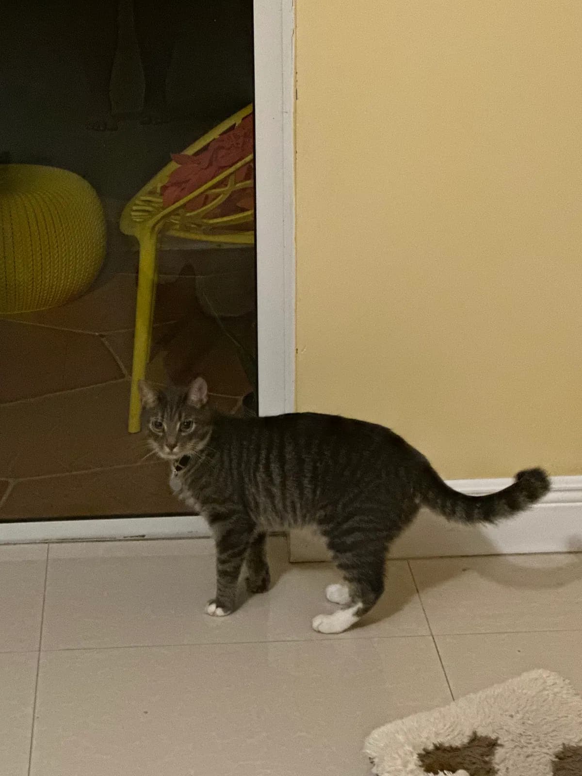 Lucy, back home in Florida