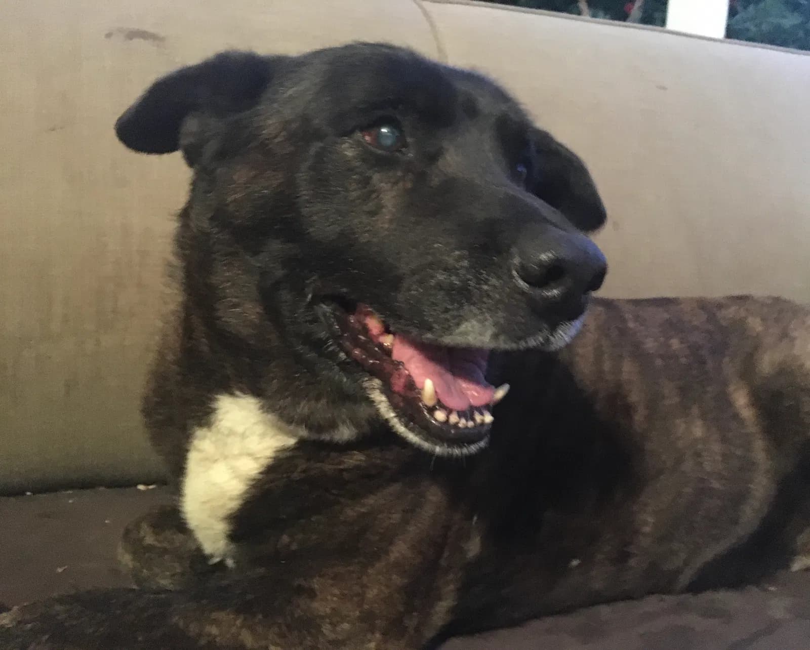 Rocky, back home in California