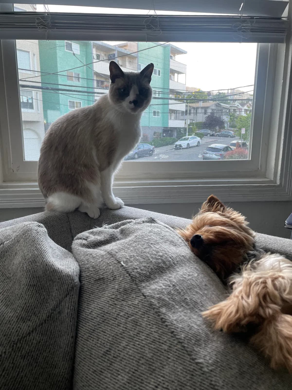 Jean Claw (Jeanny), back home in California