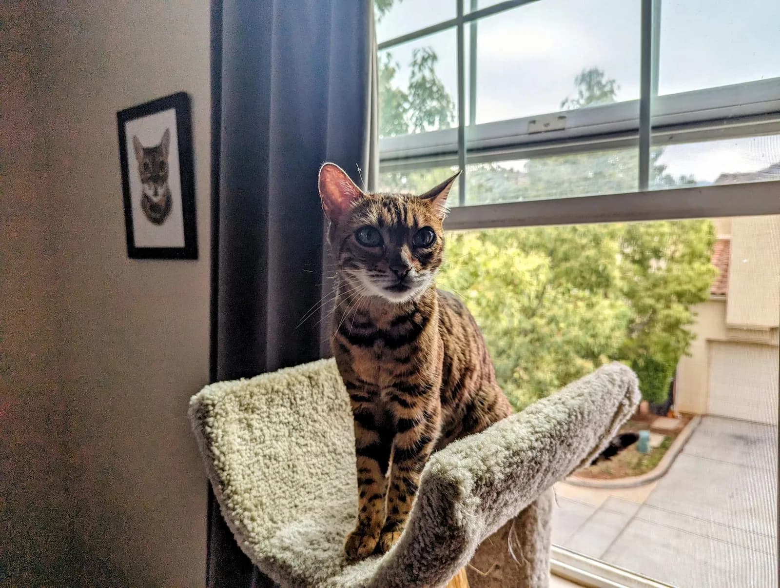 Calliope/Cali/Bean c, back home in California