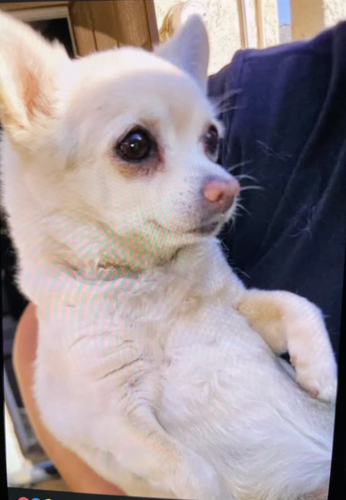 Chloe, back home in California
