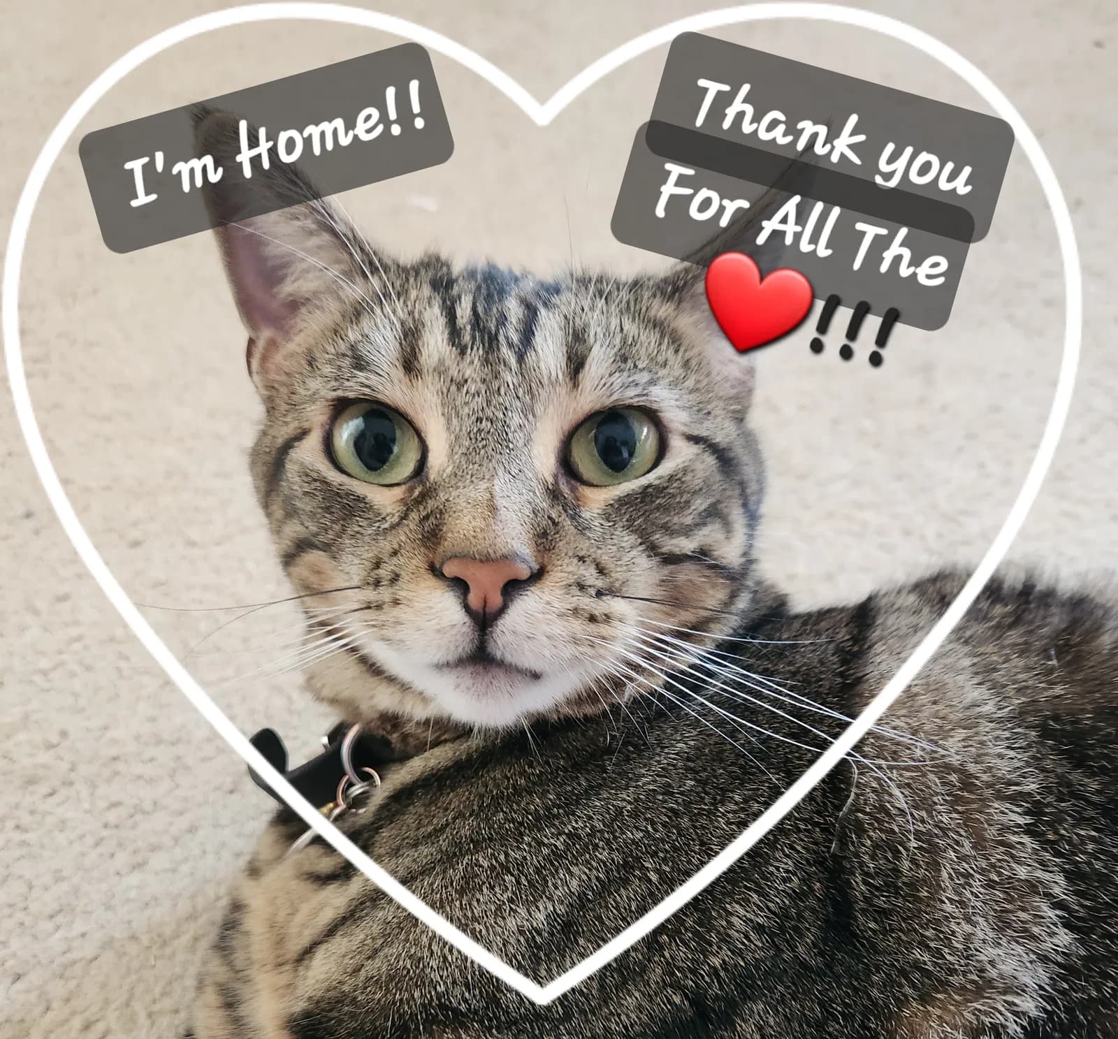 Apollo, back home in California