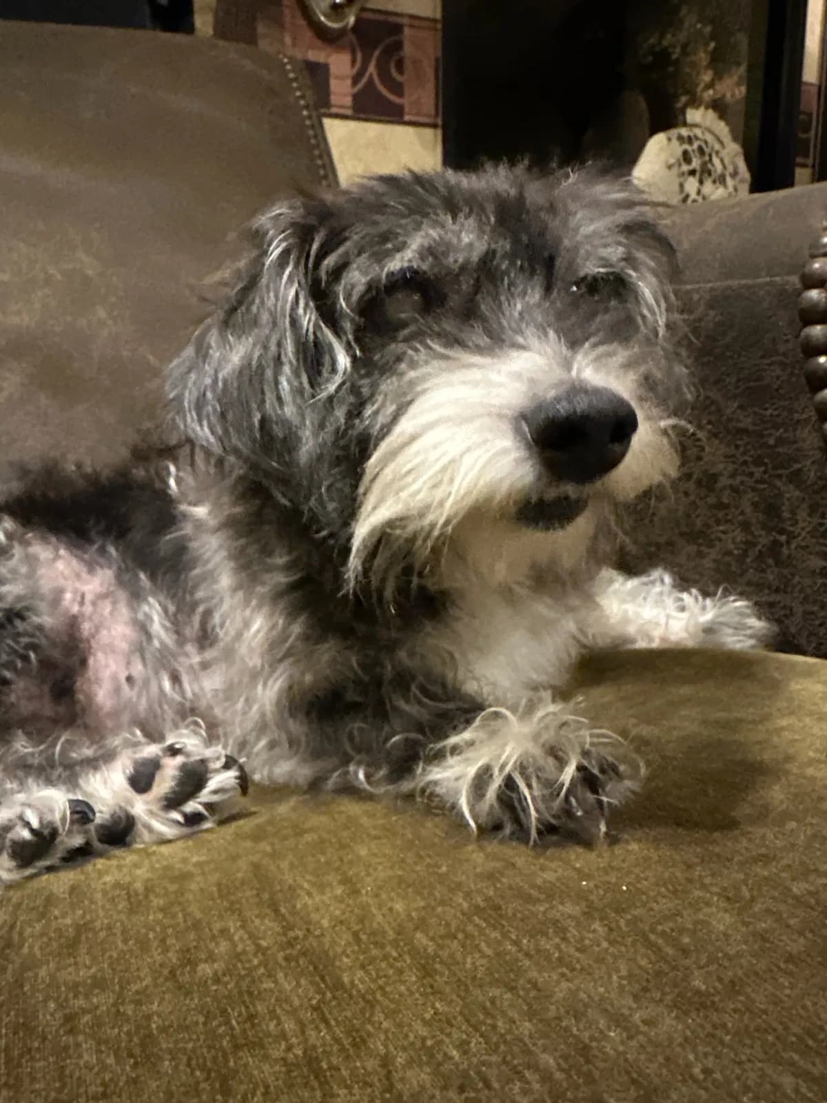 Lucy (deaf and blind, back home in South Carolina