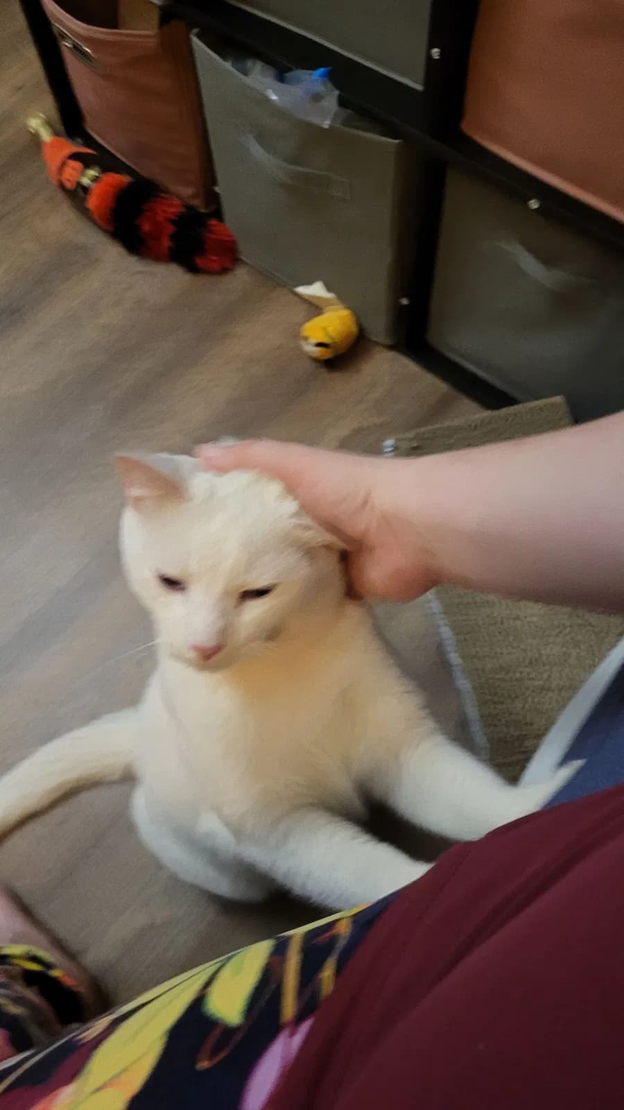Snowball, back home in Pennsylvania