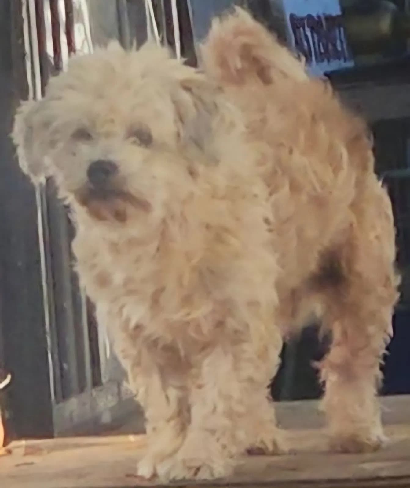 Flopi, back home in Florida