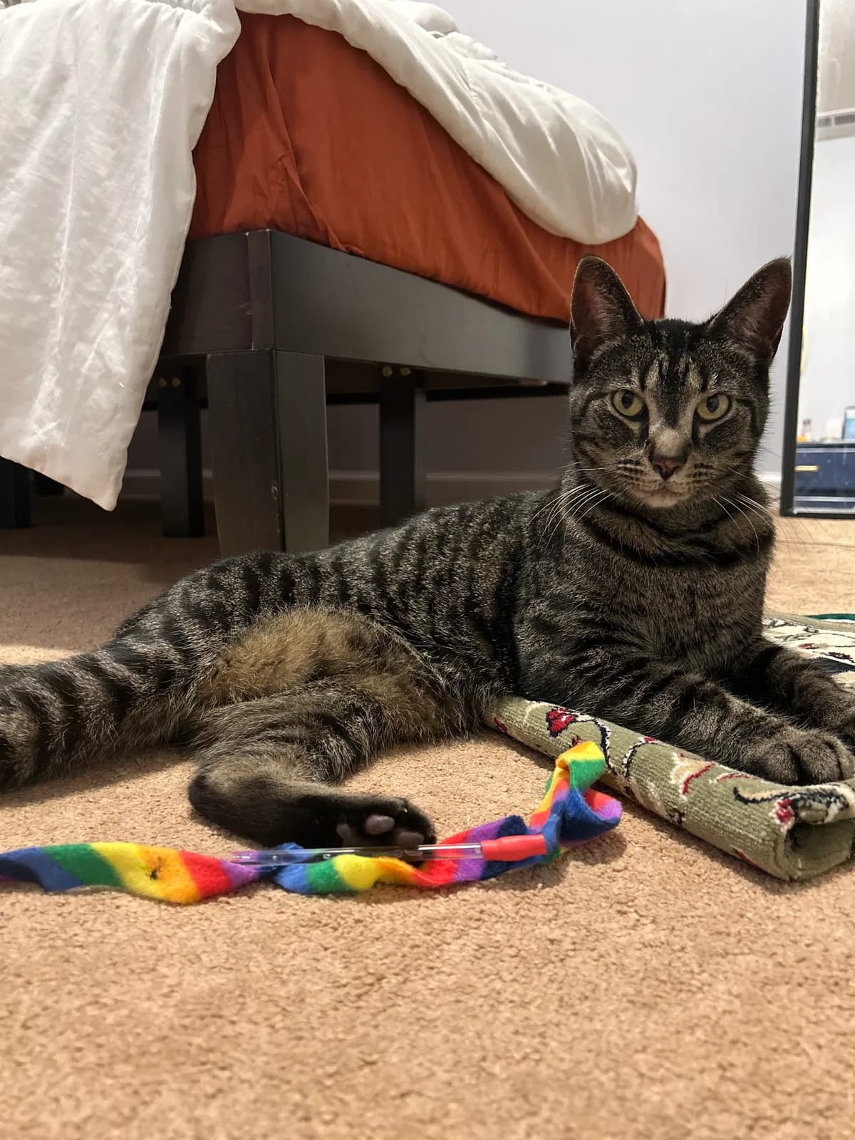Mowgli, back home in Indiana