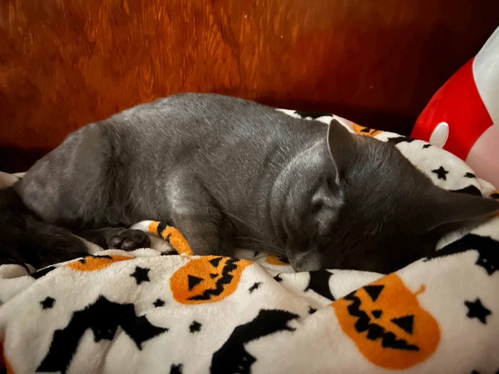 Baby cat, back home in New York