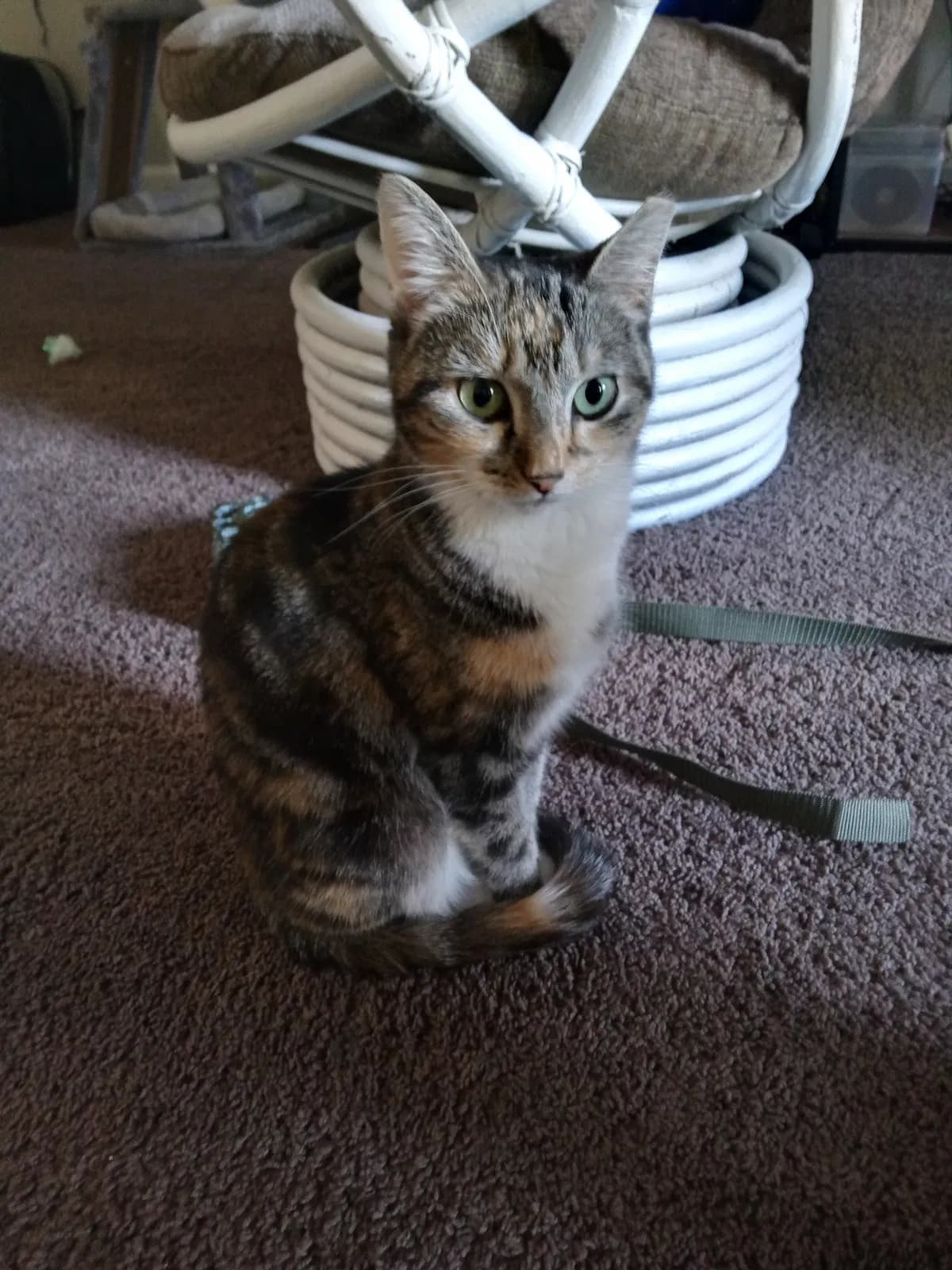 Squeaker, back home in Pennsylvania