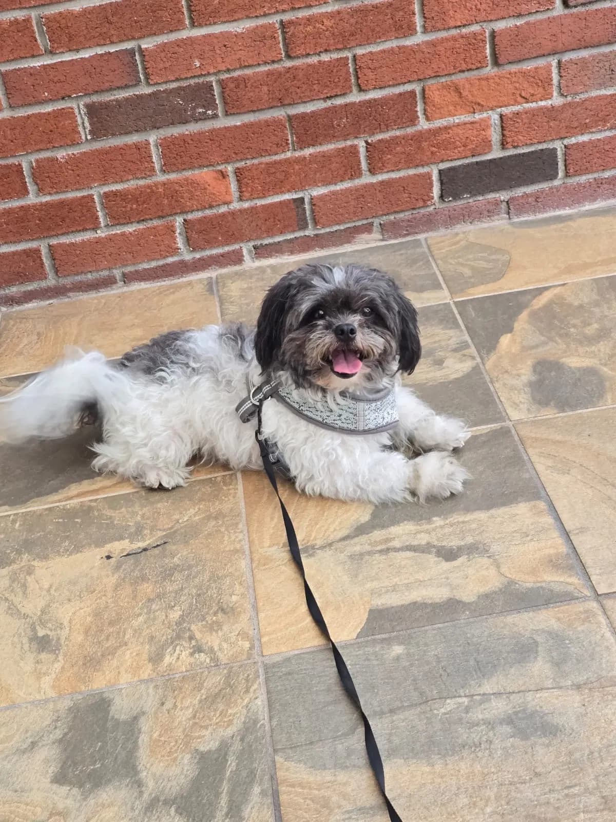 Cody, back home in New York