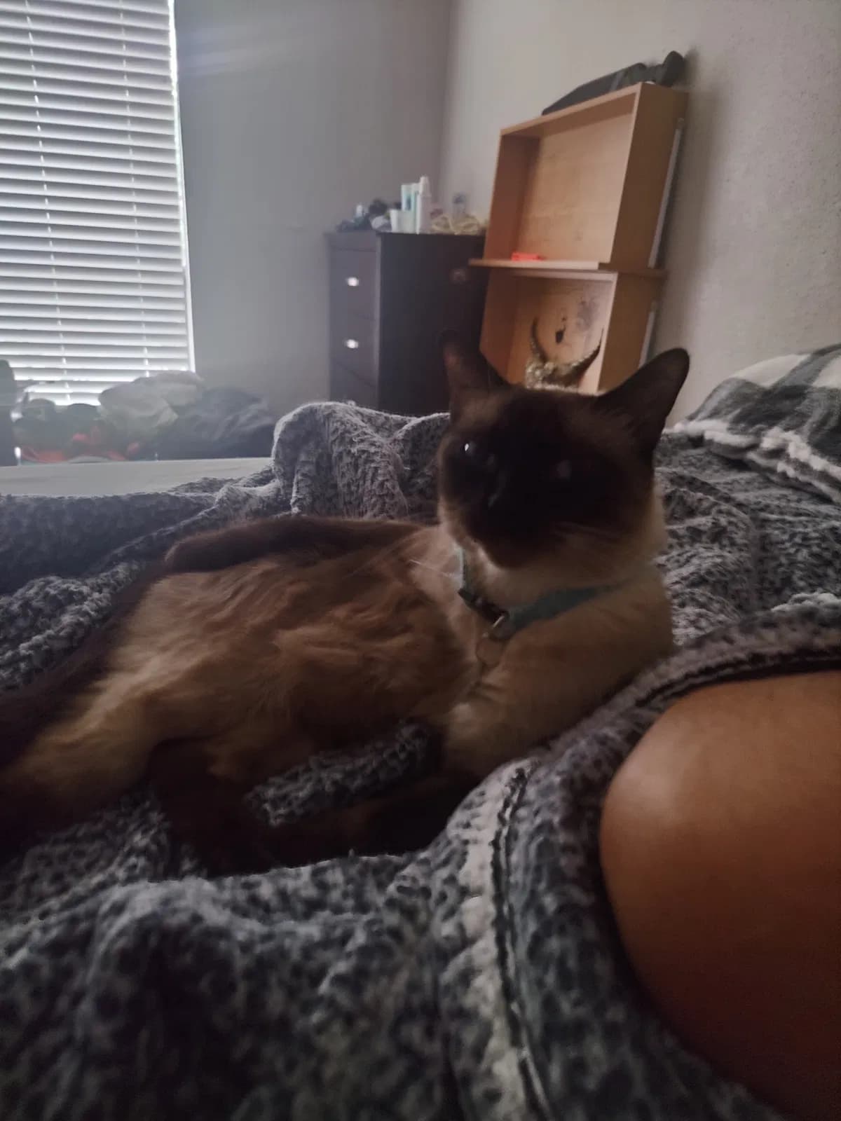 Angel, back home in Texas