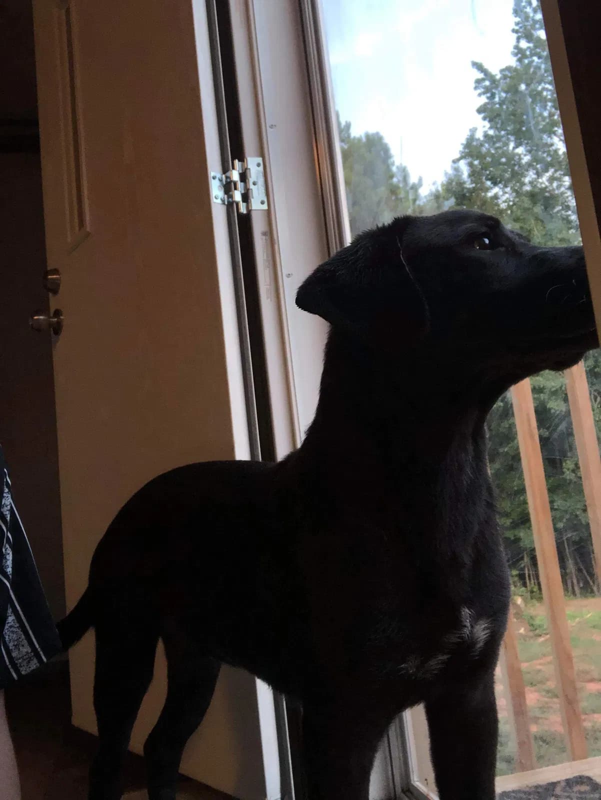 Louie / Loofus, back home in Chesnee SC