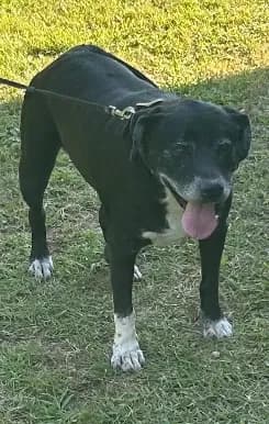 Molly, back home in Indiana