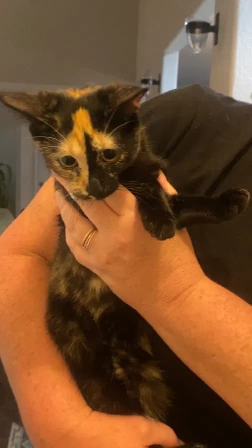Winnie/Athena, back home in Colorado
