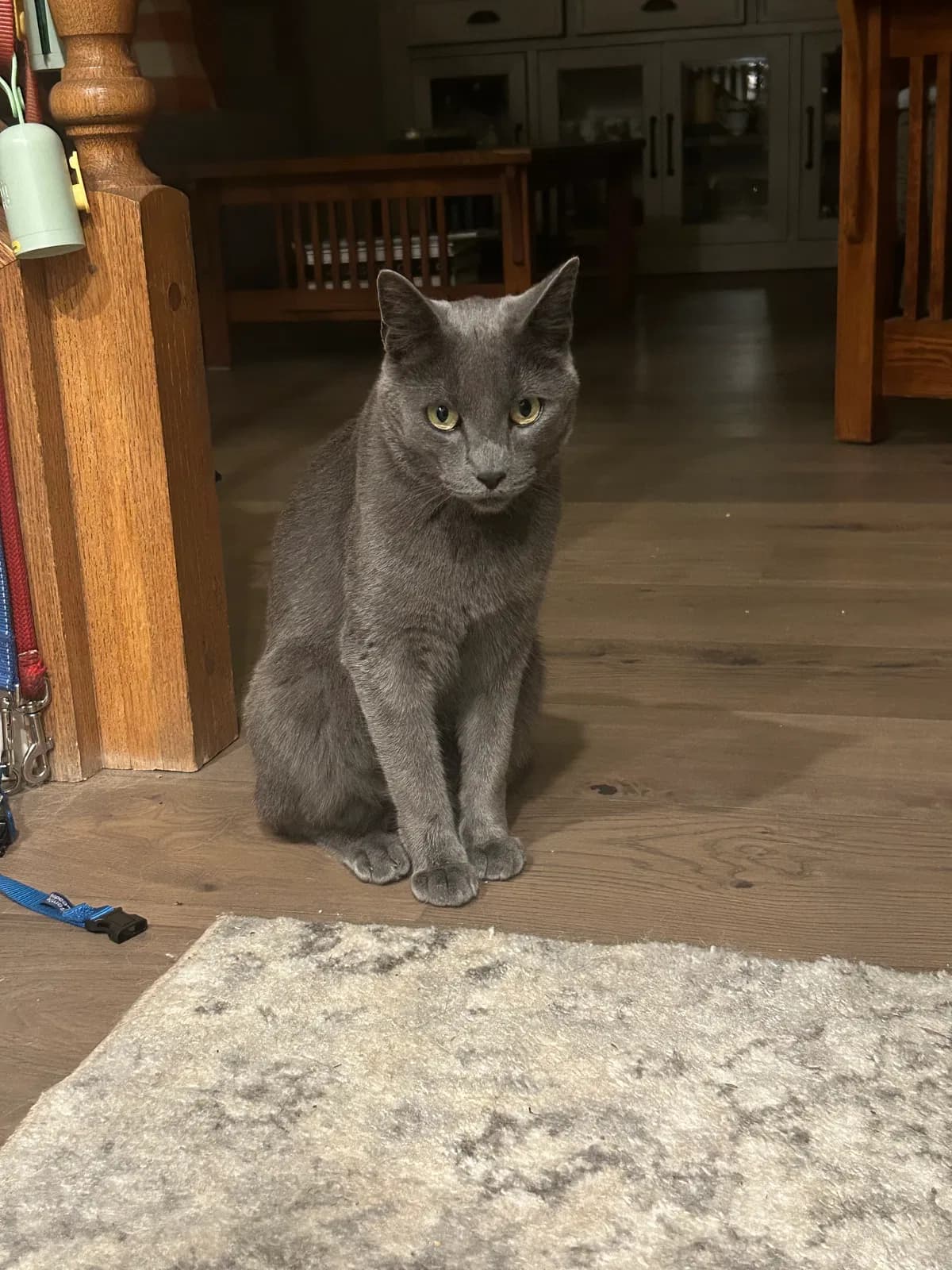 Blue, back home in California