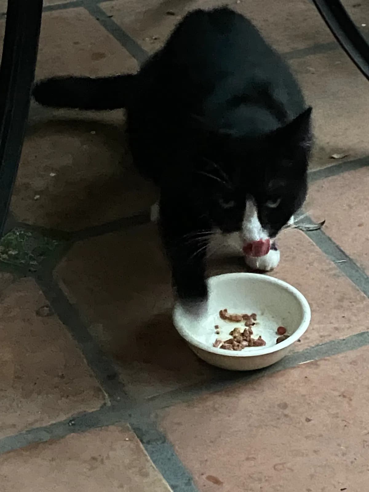 Tuxxie, back home in California