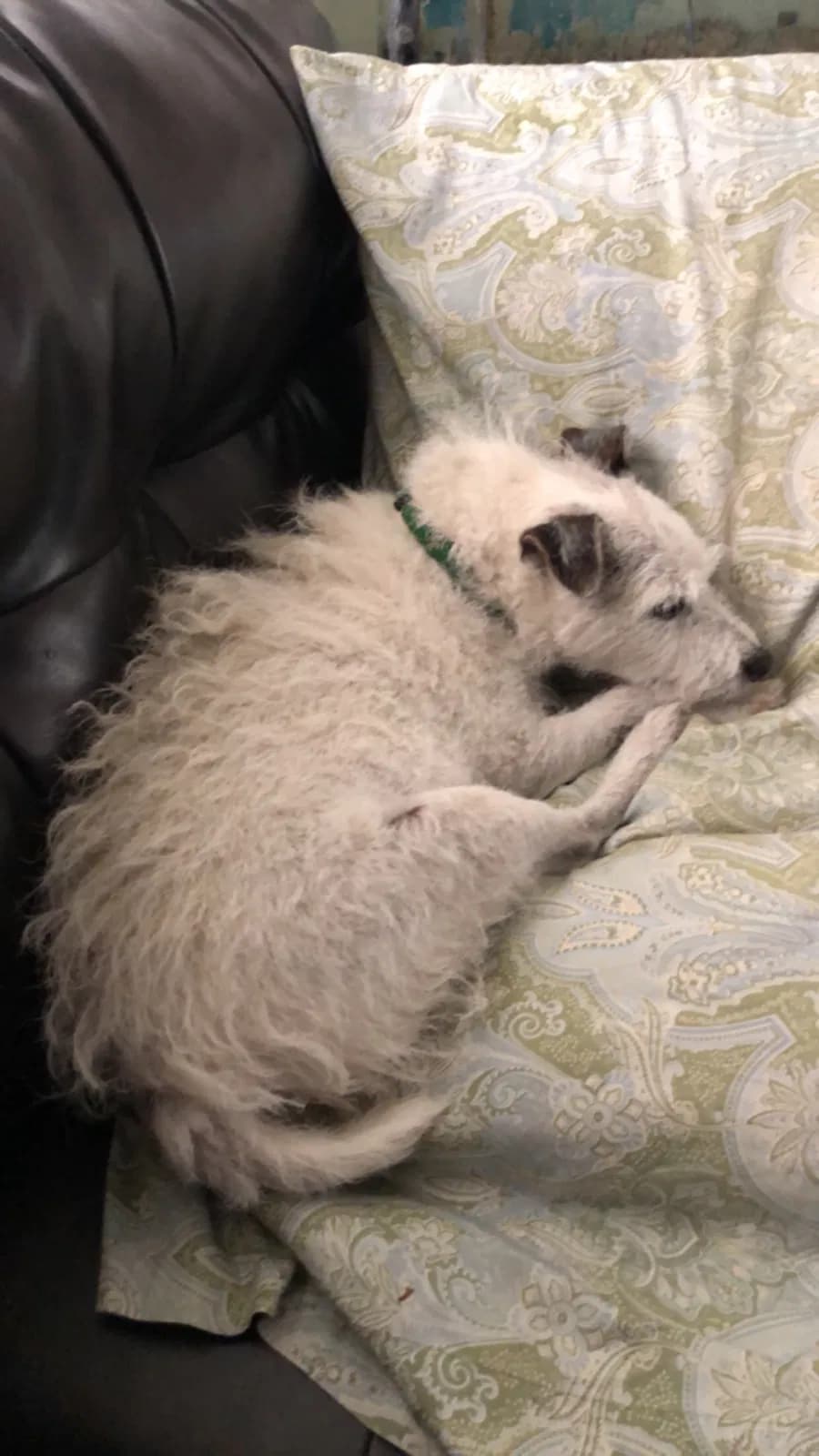 Shiloh, back home in Lone Tree CO