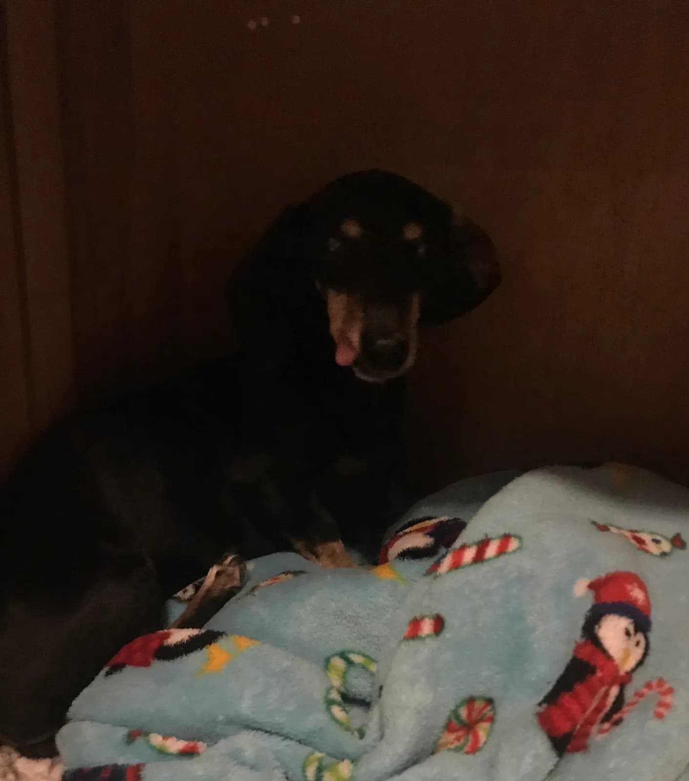 Minnie, back home in Oakley  CA