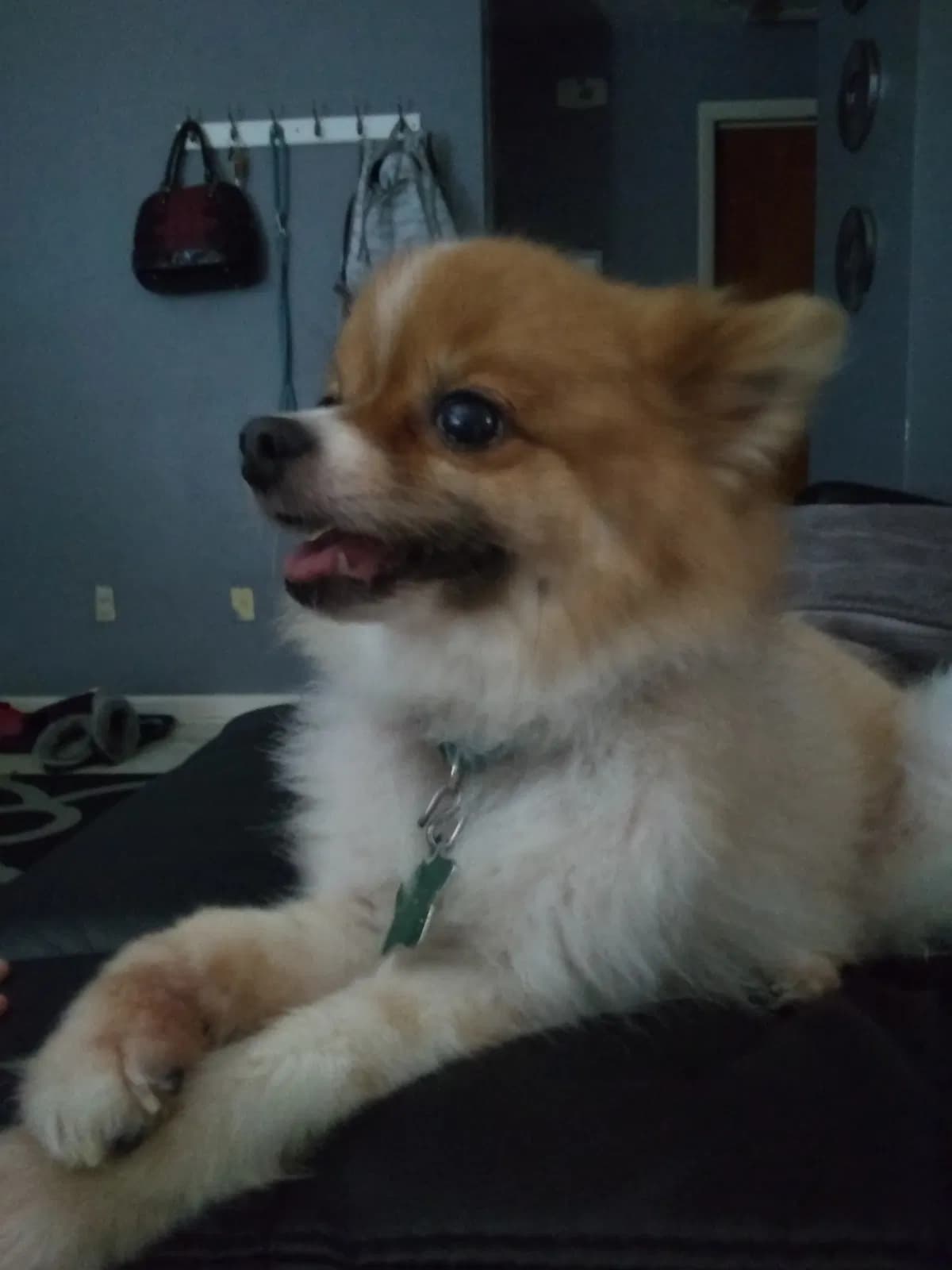 Harley Quinn, back home in Cocoa FL