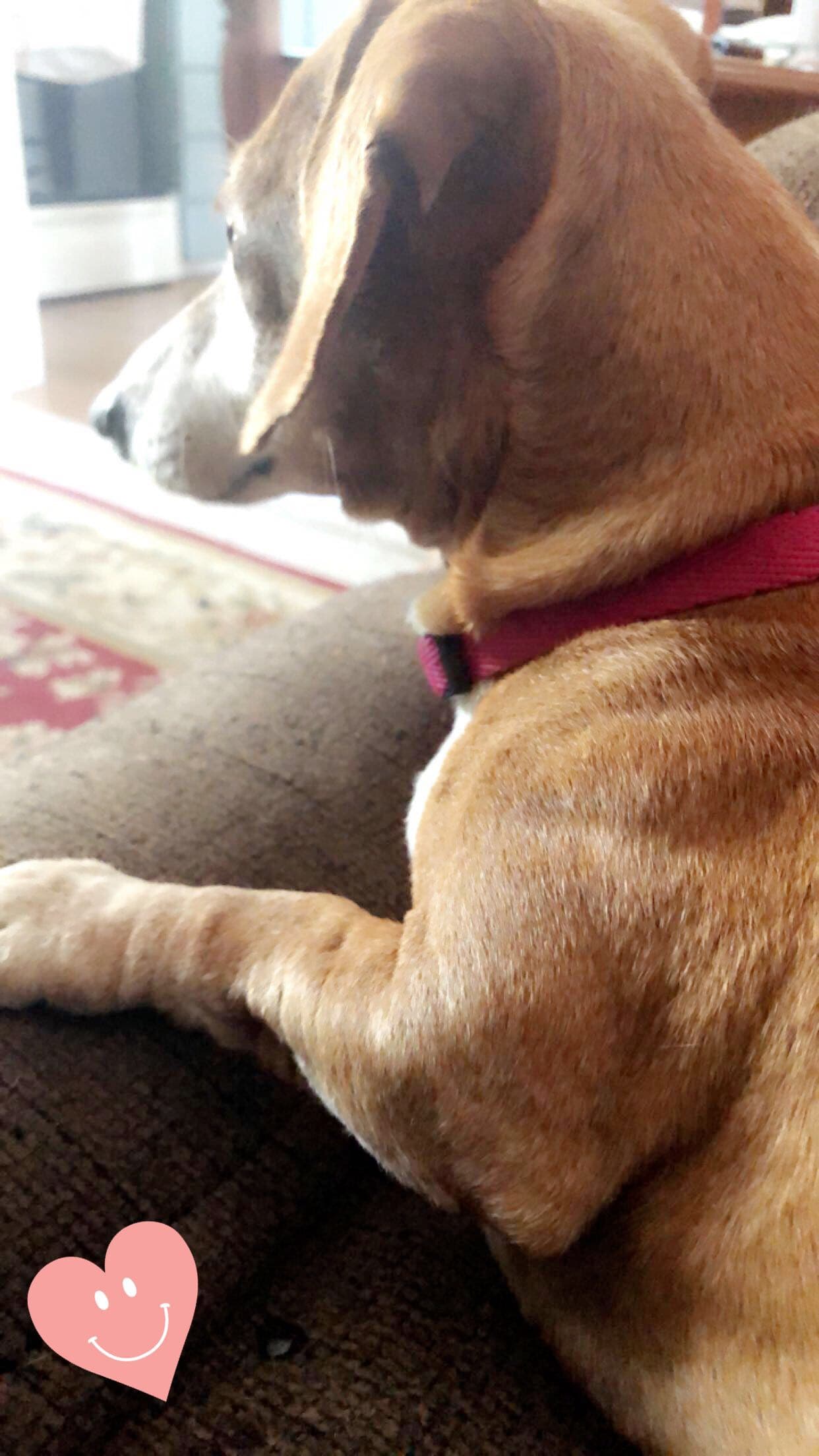 Molly, back home in Brooksville FL