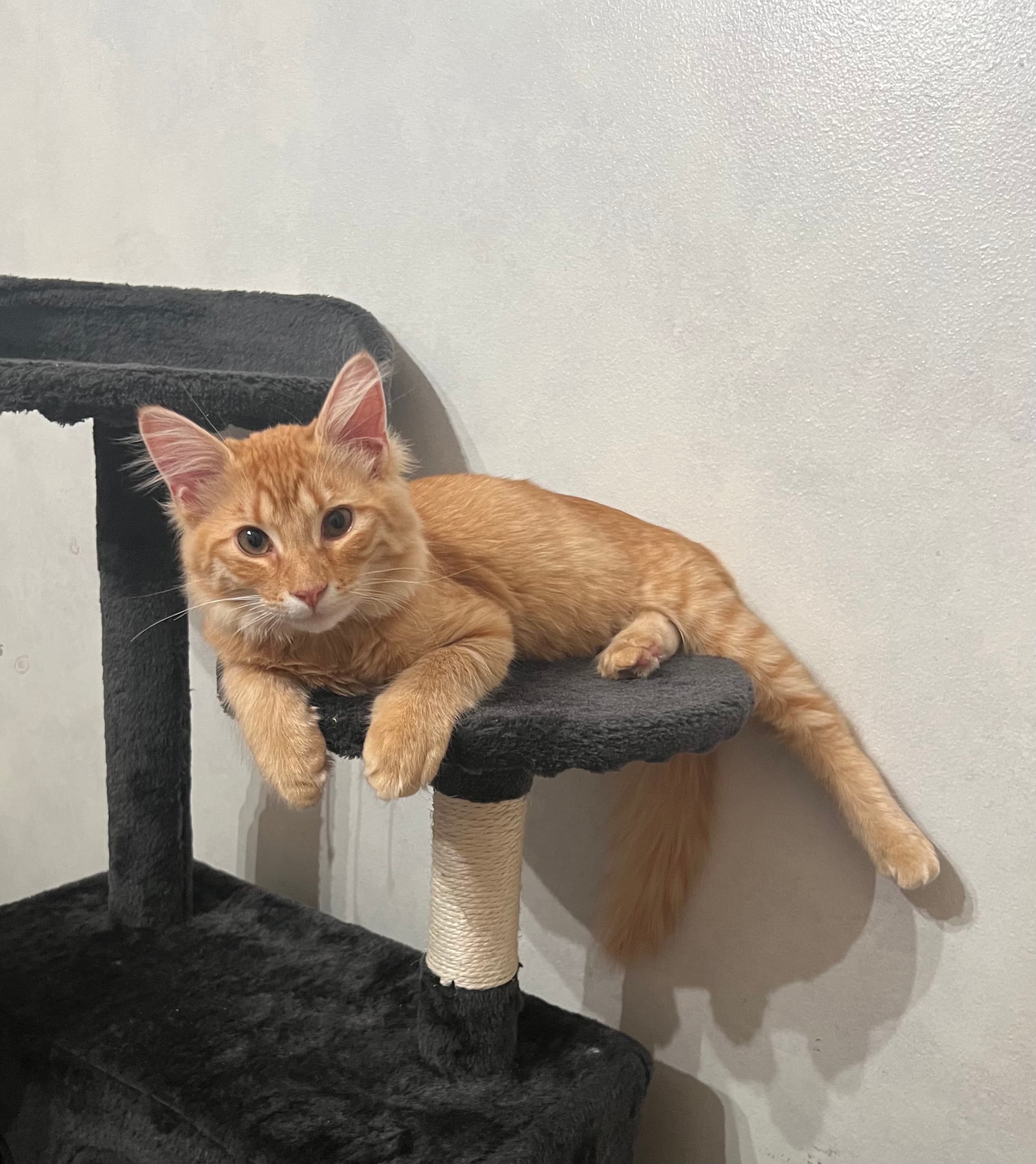 Midas, back home in Texas
