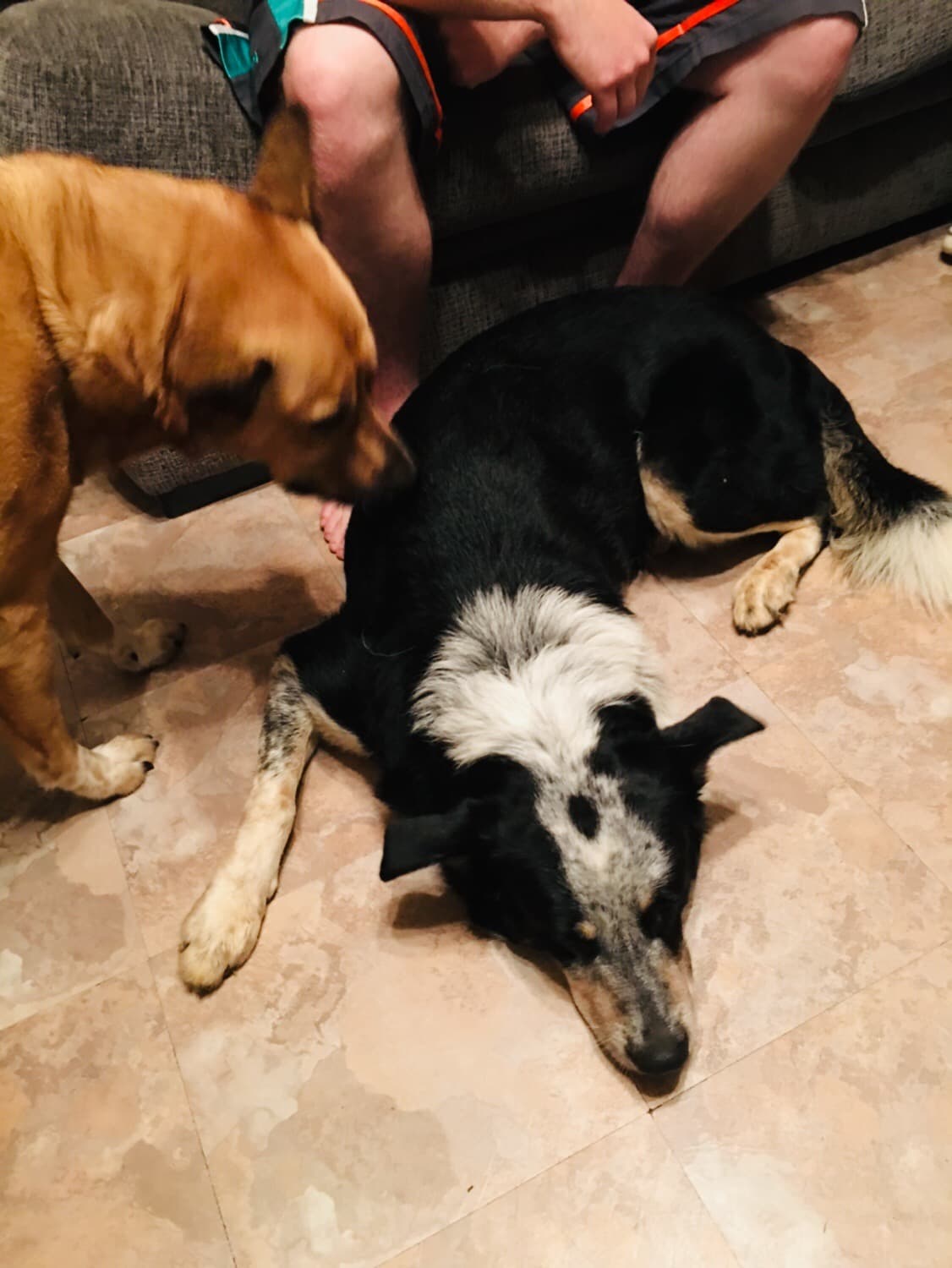 Buddy, back home in Winston Ga. / Douglasville Ga. GA