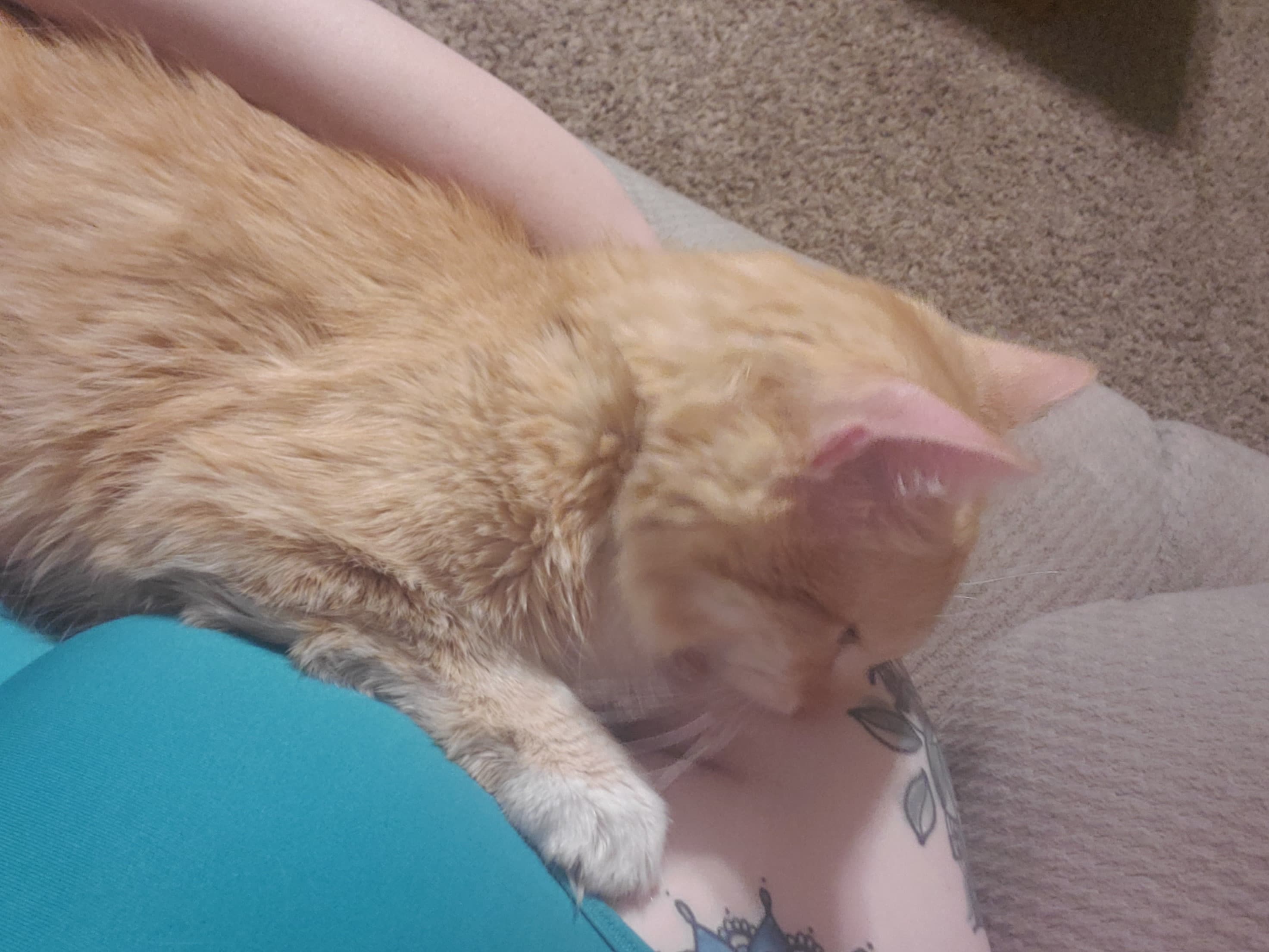 Oliver, back home in Ohio