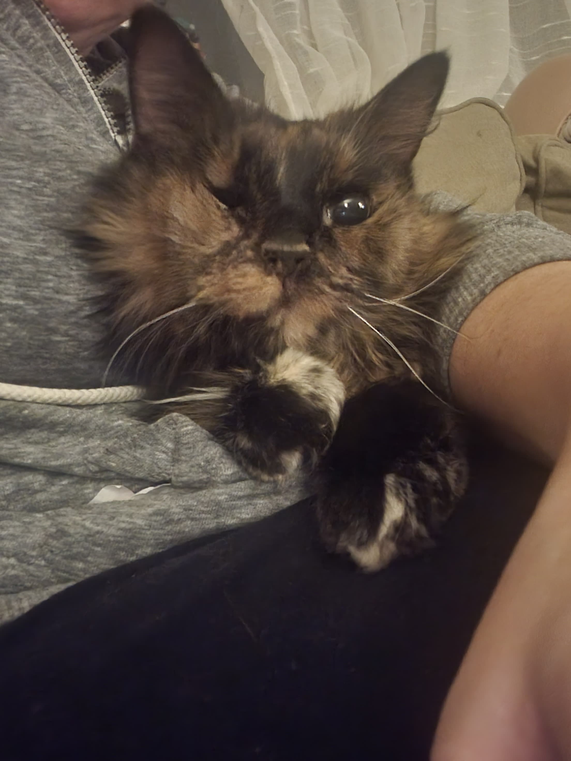 Cookie Pie, back home in Pennsylvania