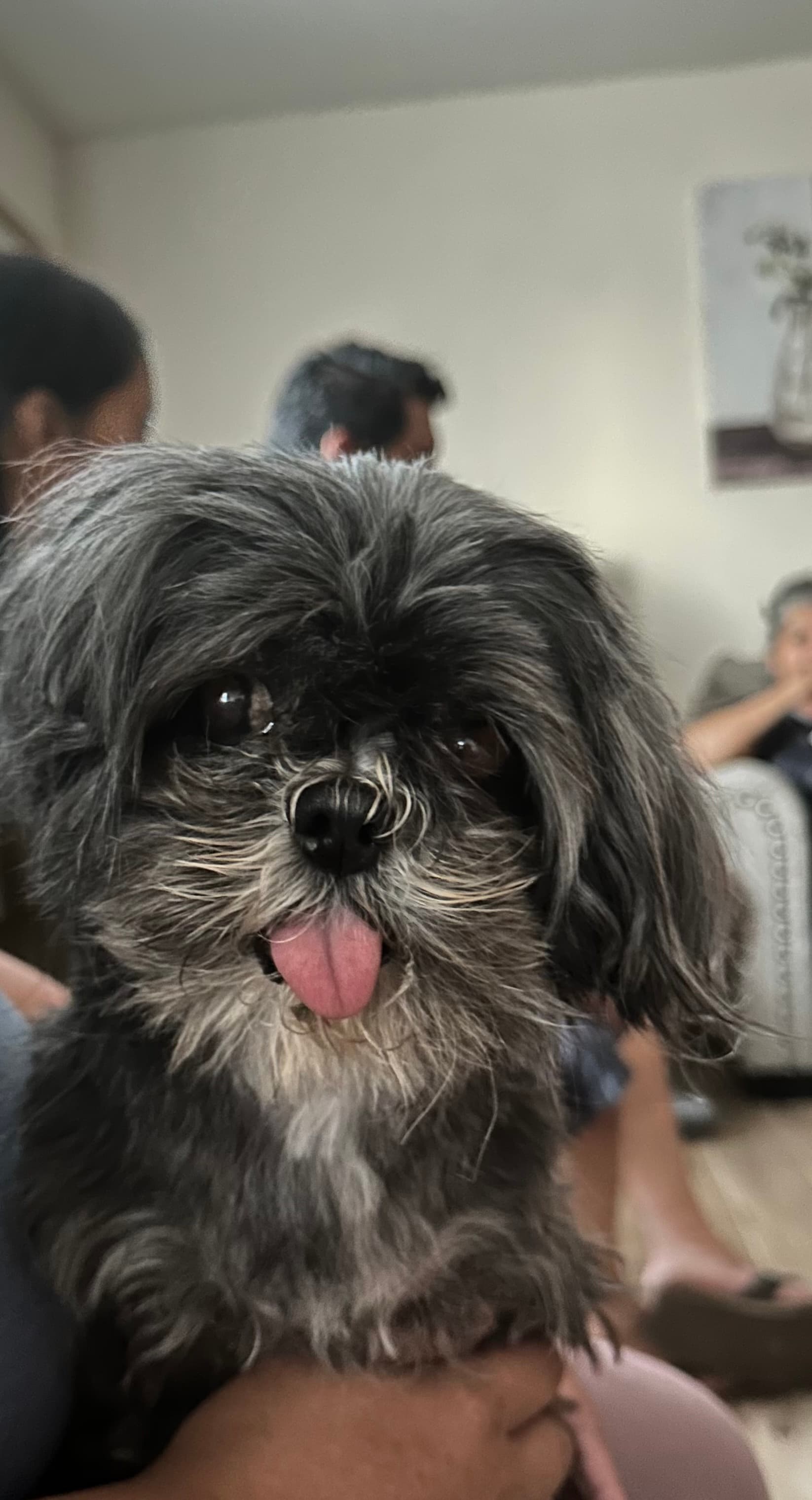 Estrella, back home in California