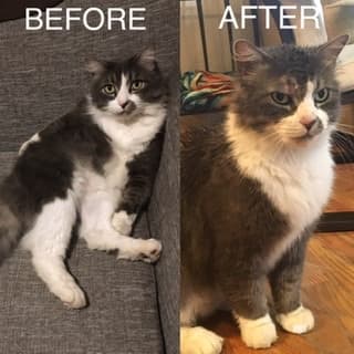 Cat, back home in Texas
