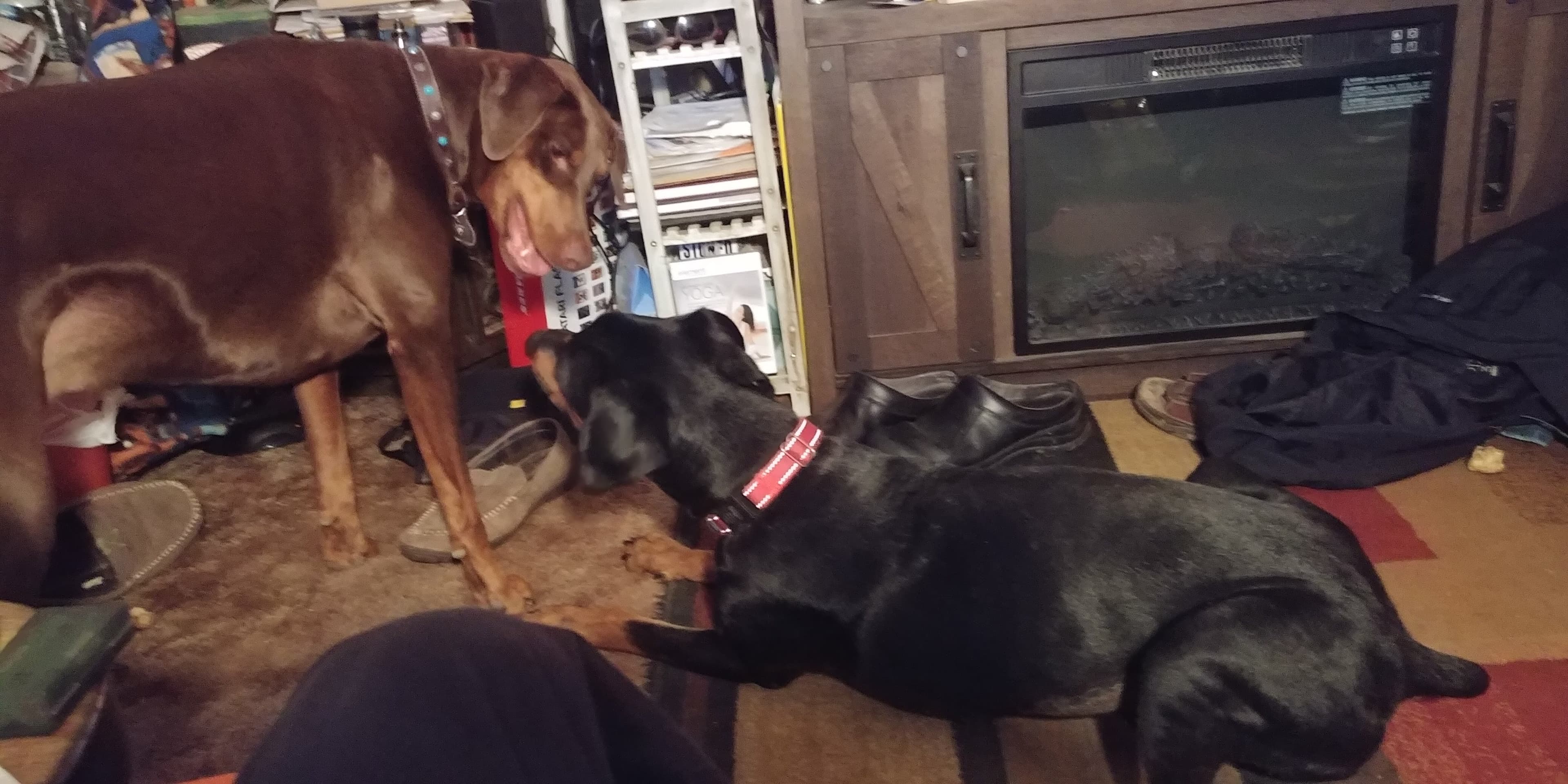 Louis/Louie, back home in Milwaukee WI