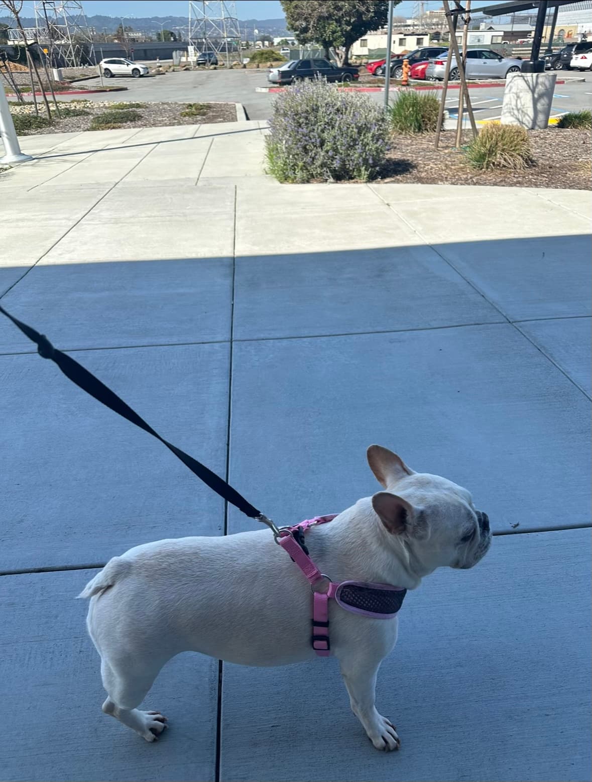 Boba, back home in California