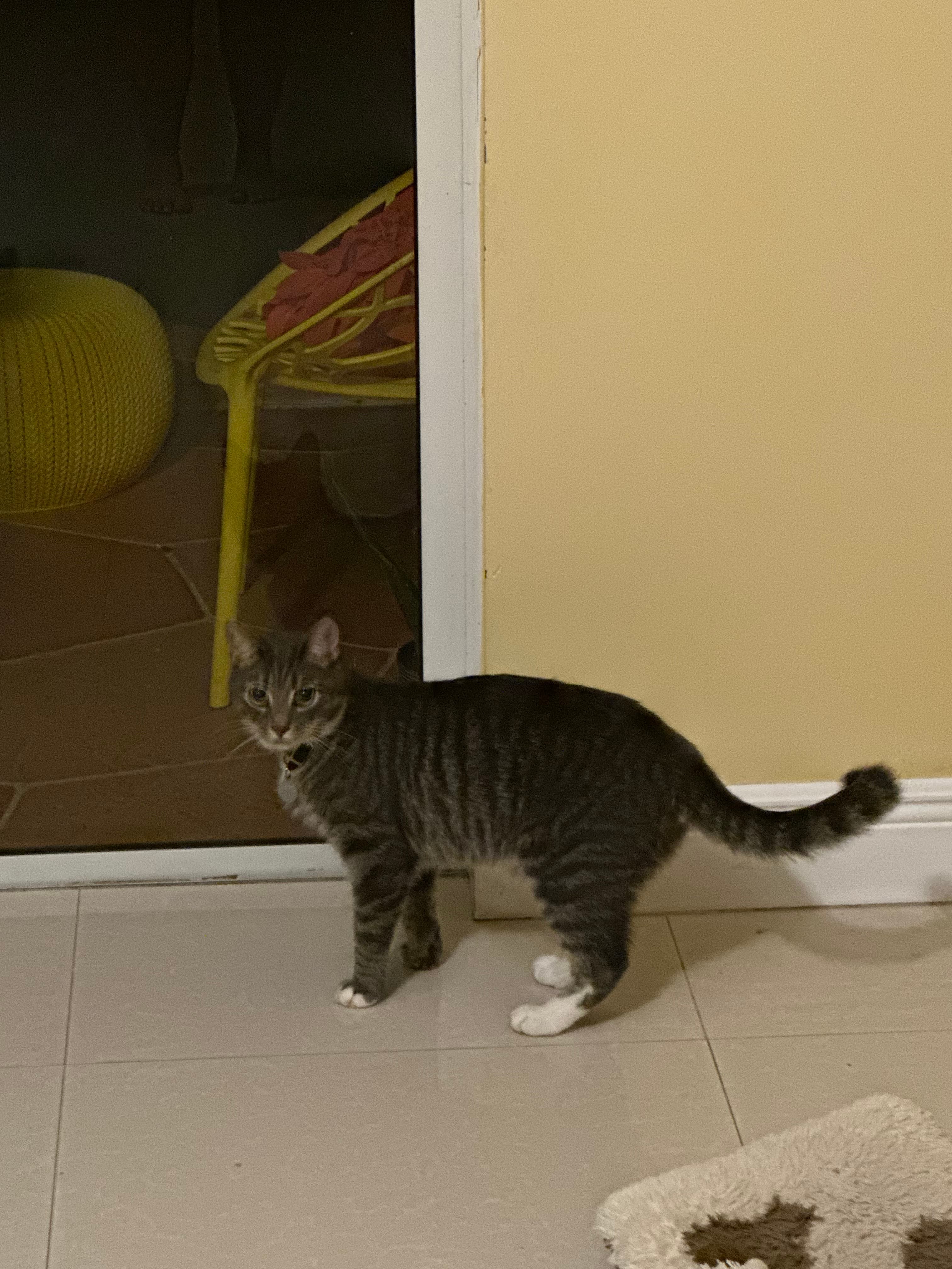 Lucy, back home in Florida