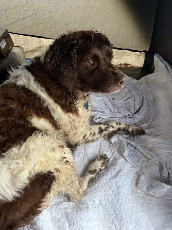 Macy, back home in North Carolina