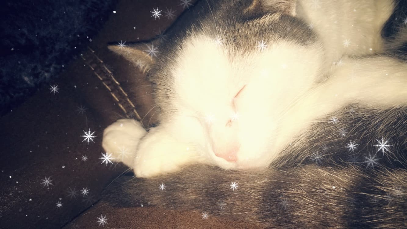 Luna, back home in Ohio