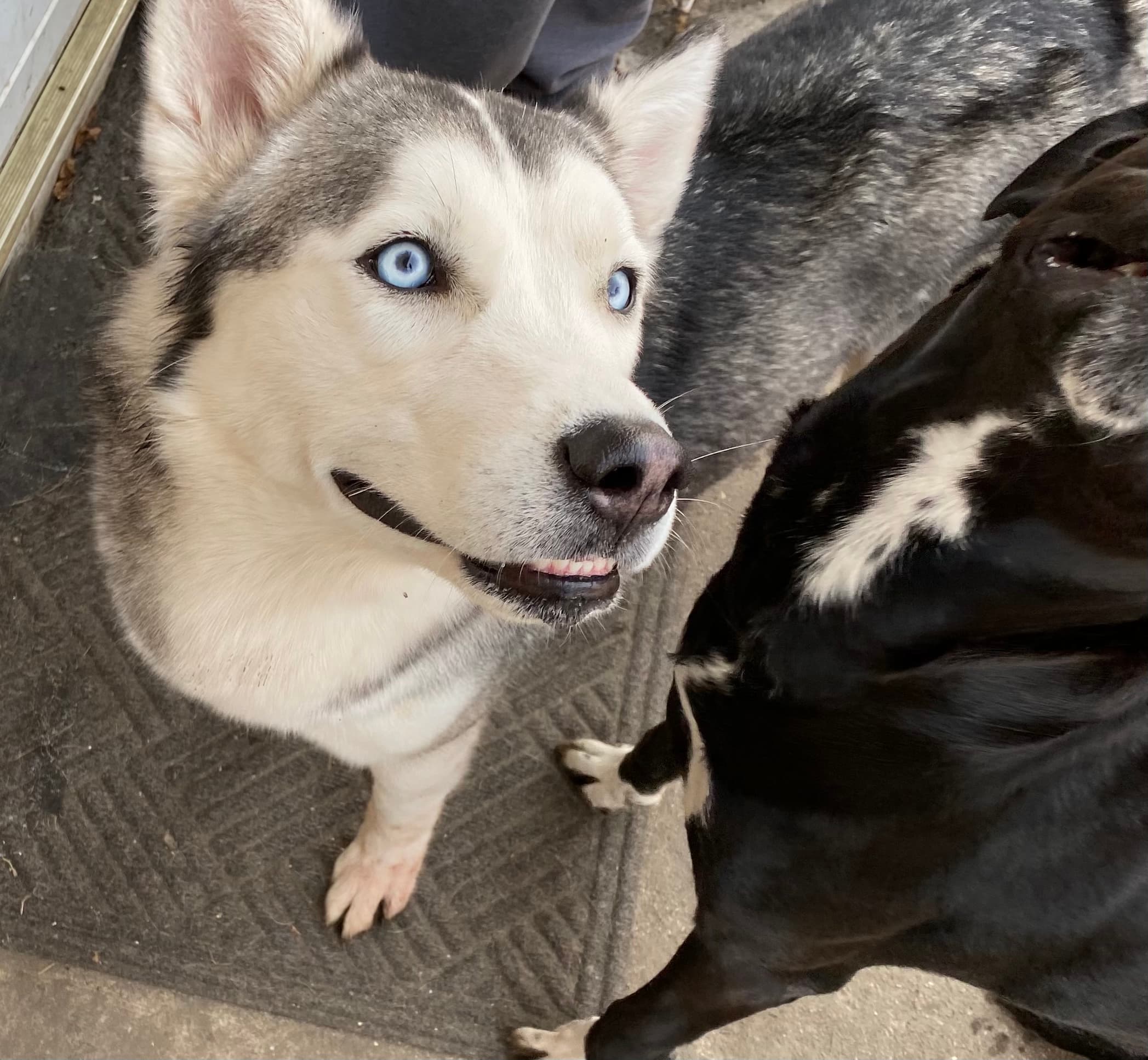 Blue, back home in Illinois