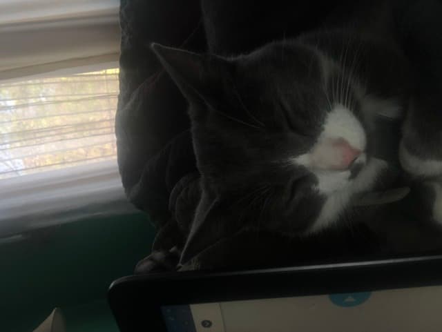 Mittens, back home in Massachusetts