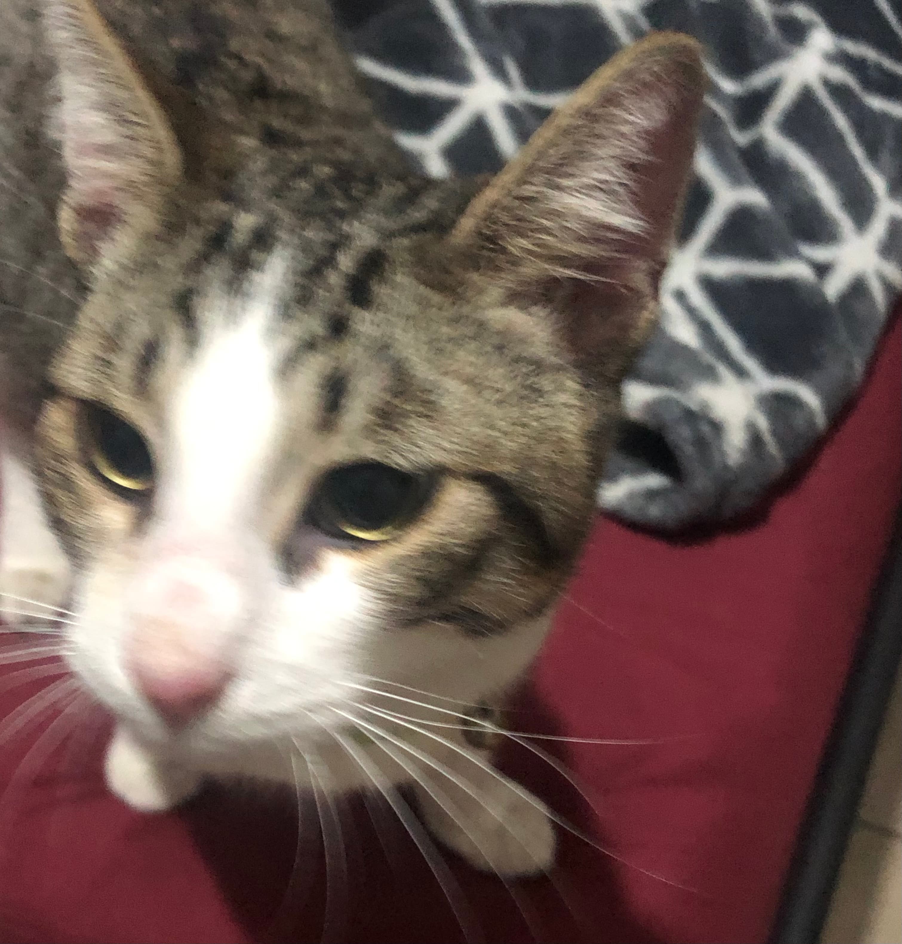 Rascal/baby, back home in California