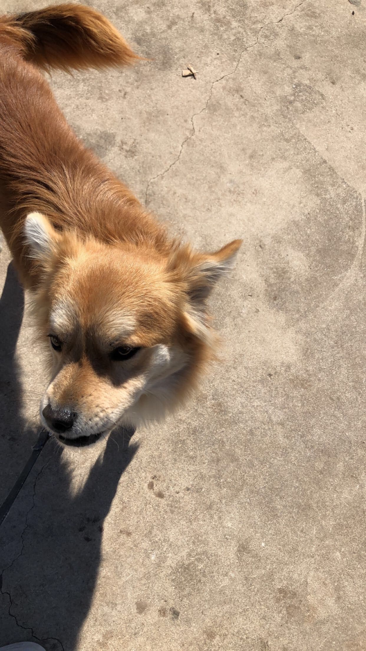 Ginger, back home in Texas
