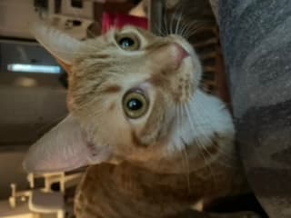 Leo, back home in Florida