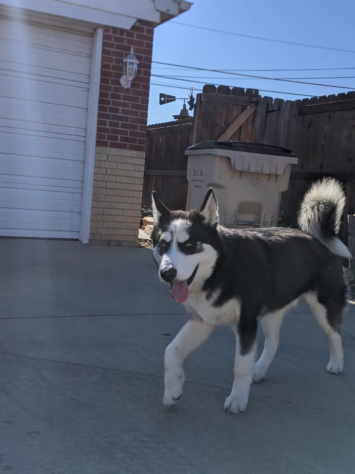 Husky, back home in Colorado