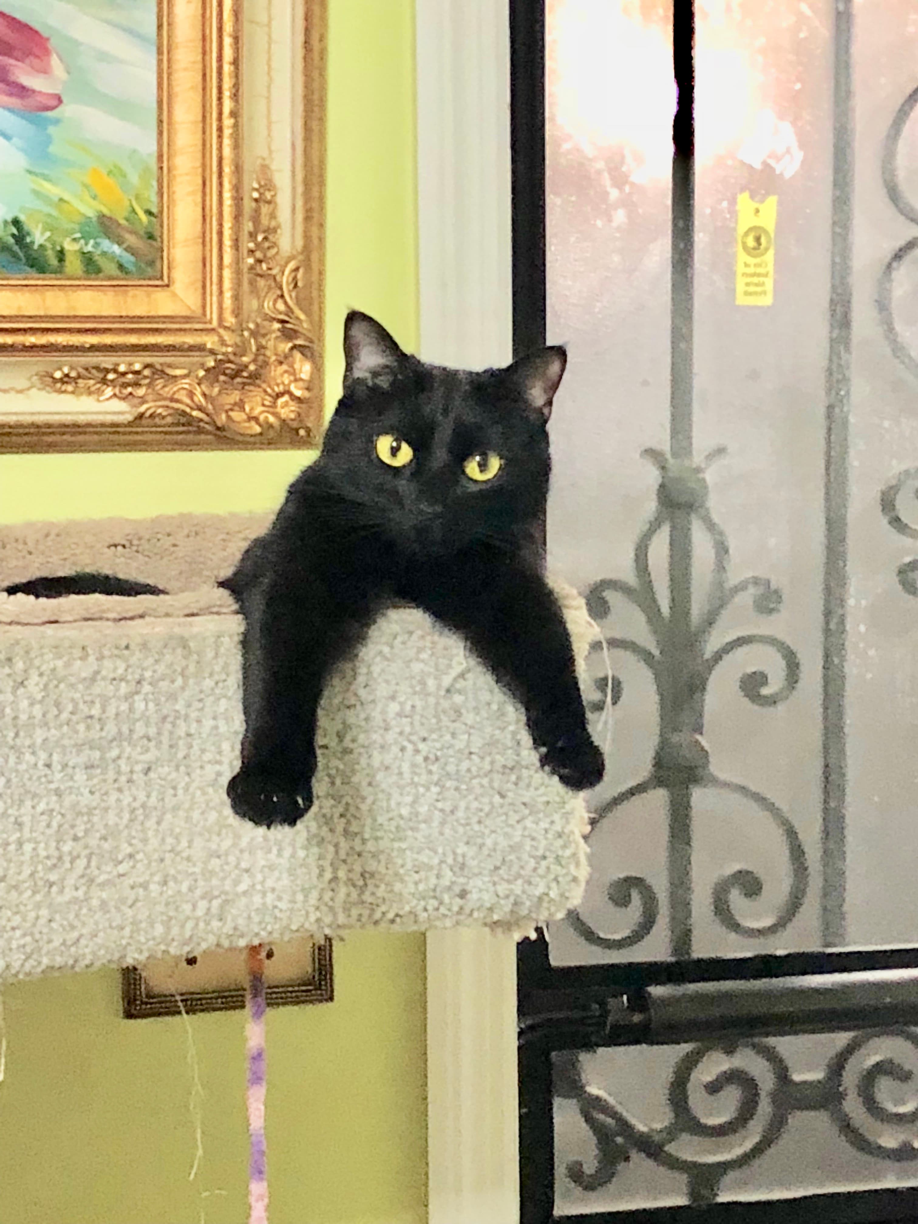 Luna, back home in Yonkers NY