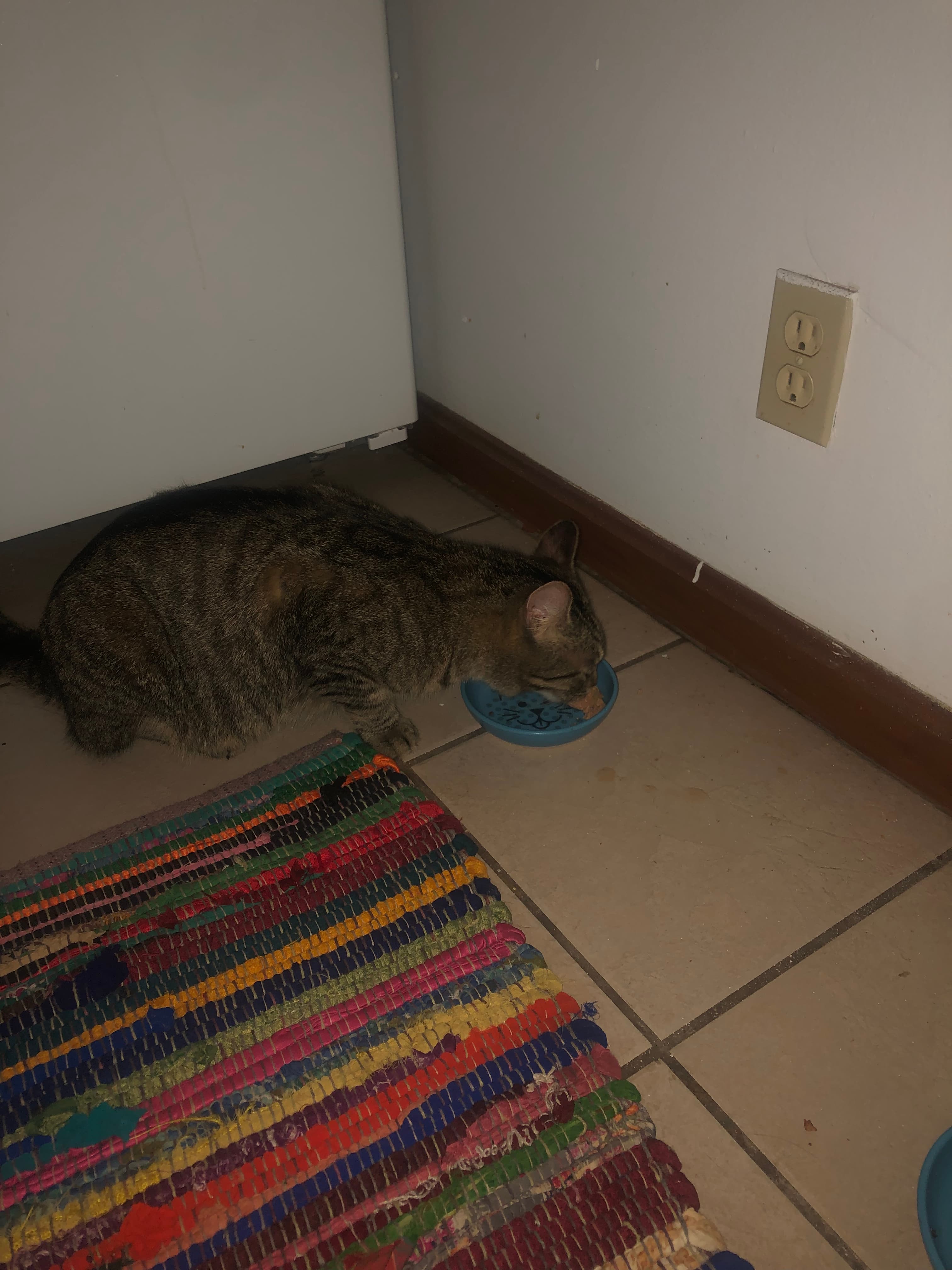 Ham, back home in Michigan