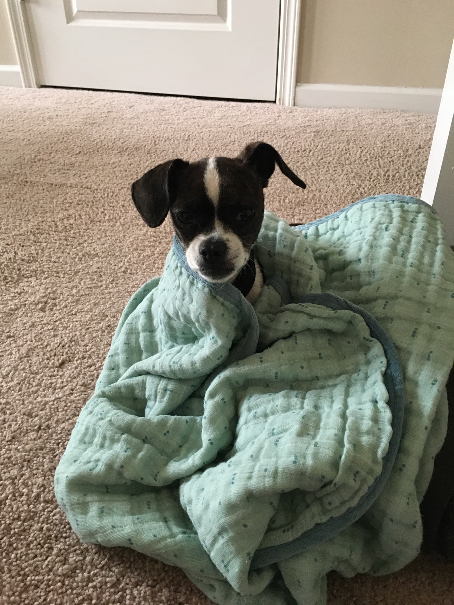 Eva, back home in Ohio
