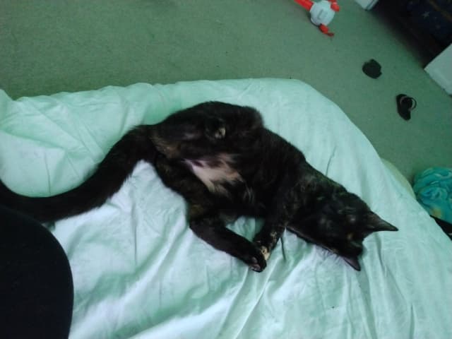 Kitty, back home in Ohio