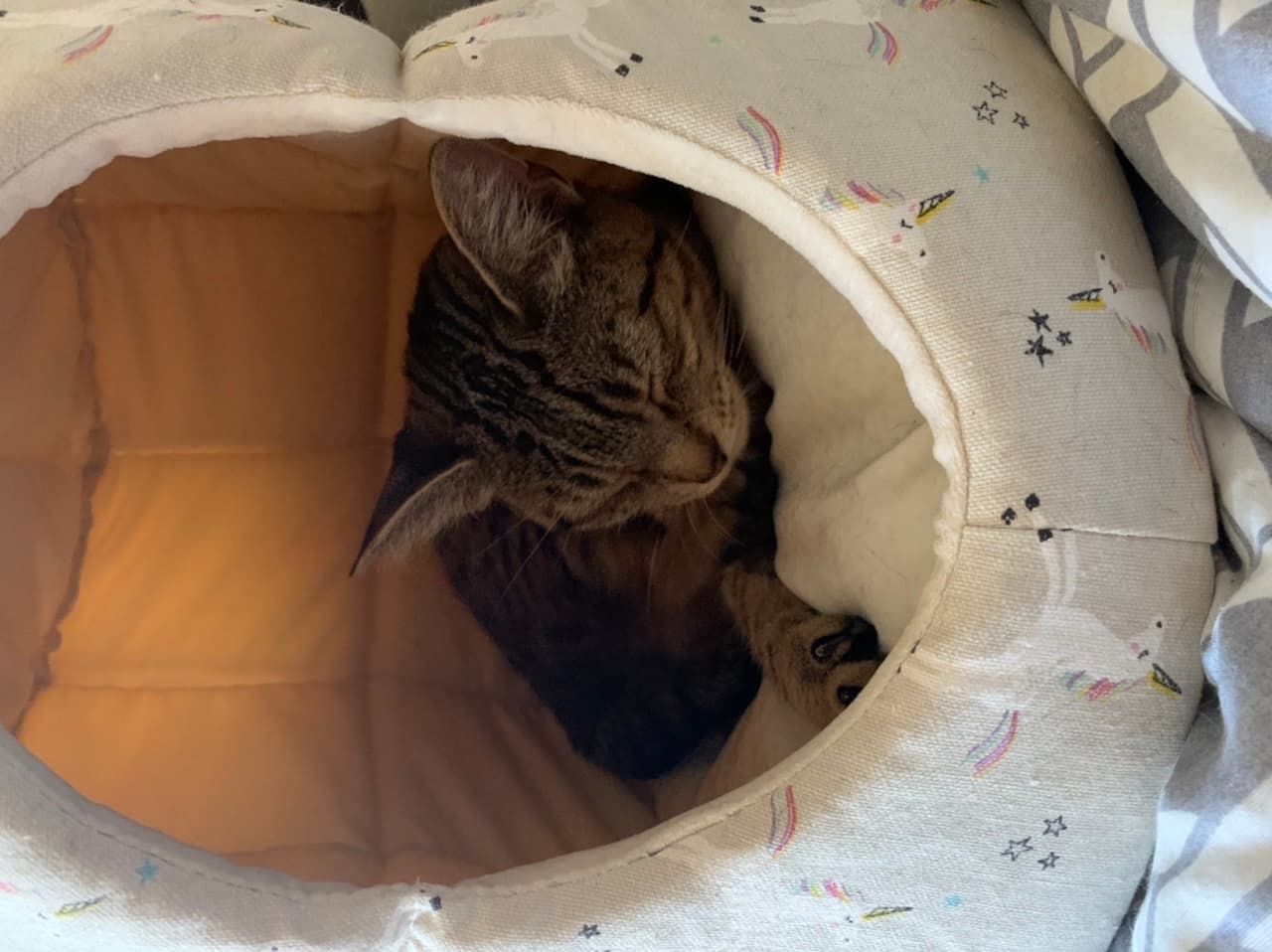Cleo, back home in Illinois