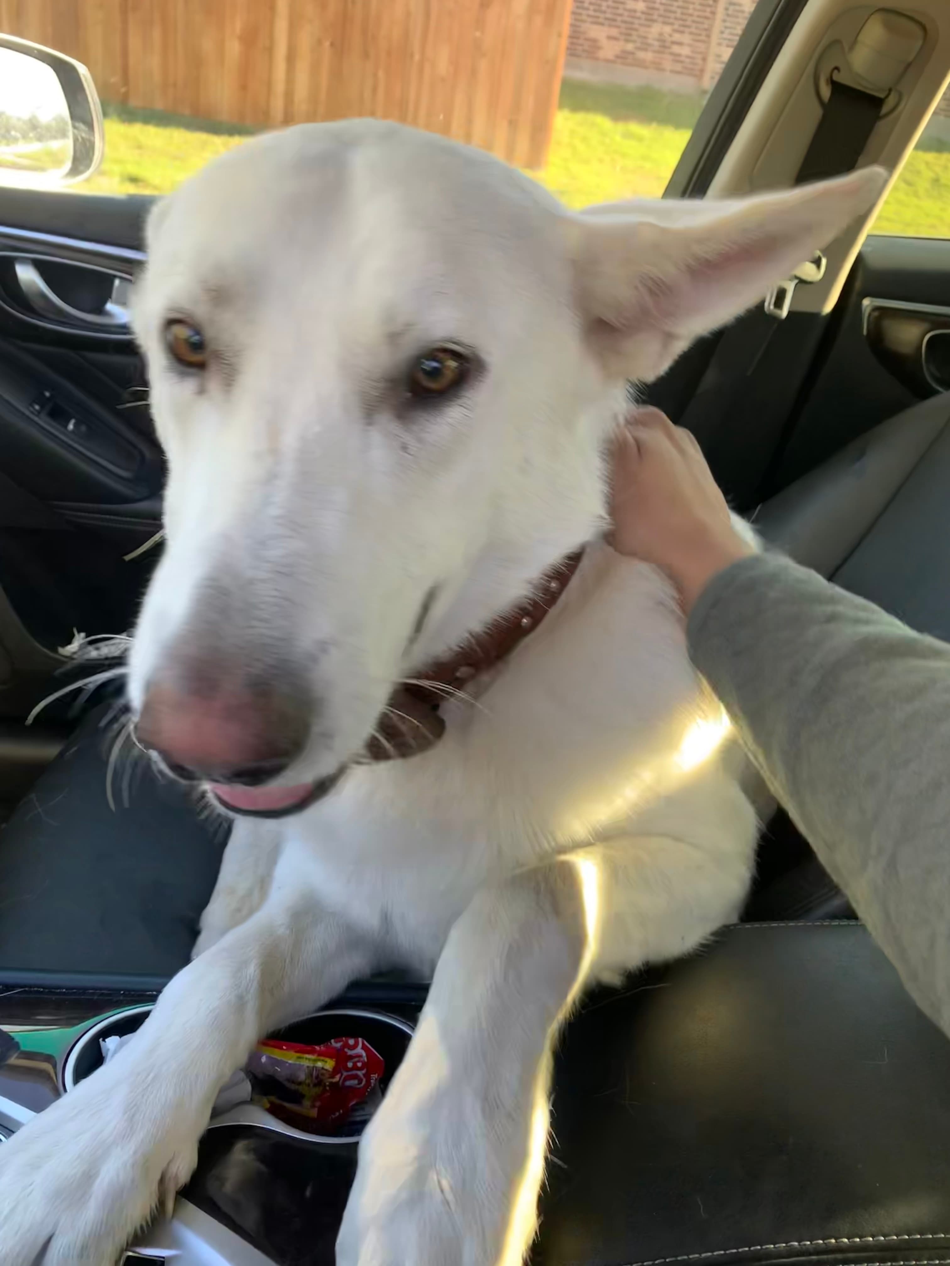 Bubba, back home in Texas