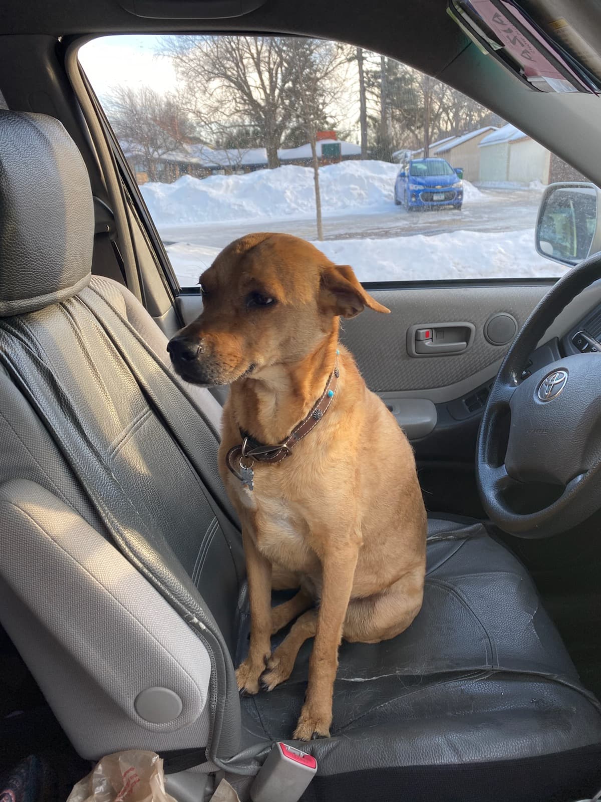 Maia, back home in Minnesota