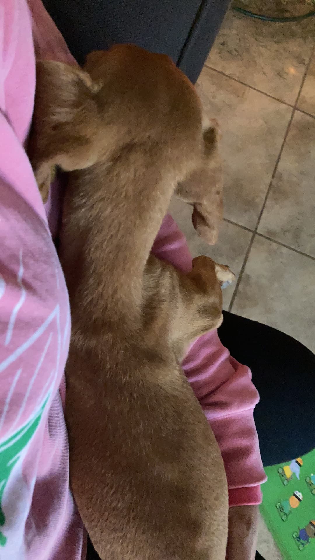 Stella, back home in California